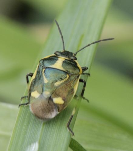 Eurydema oleracea